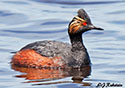 Podiceps nigricollis